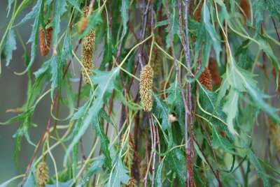 Betula pendula 'Dalecarlica' - bříza bělokorá 'Dalecarlica'